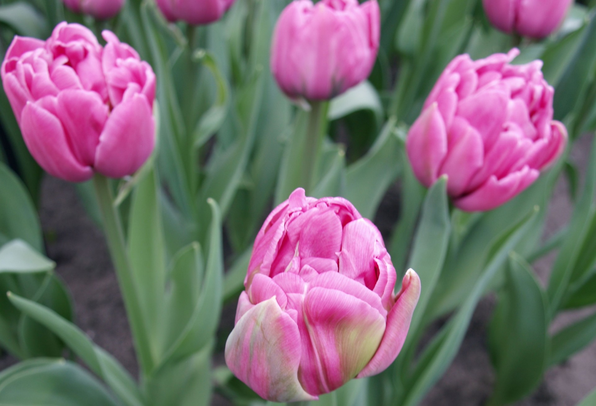 tulipány-tapeta