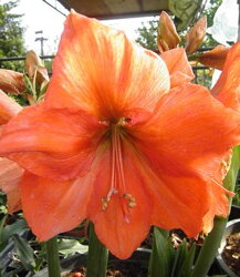 Amaryllis