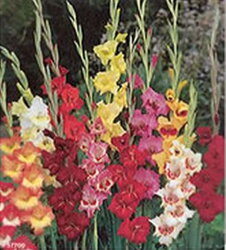 Gladiola