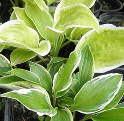 Hosta