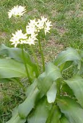 Medvedí cesnak Allium ursinum  dostupný od 1.3.2023