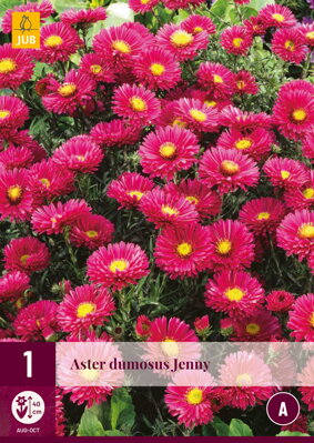 Aster dumosus Astra Jenny   opäť dostupné na jar 2022