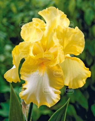 Iris germanica Iris Fringe of Gold 