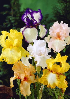 Iris germanica Iris zmes farieb  