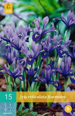 Botanický iris Reticulata Harmony