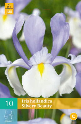 Holandský iris Silvery Beauty