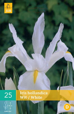 Holandský iris White 