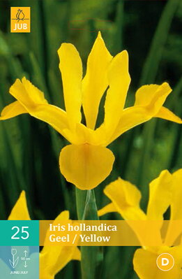Holandský iris Yellow