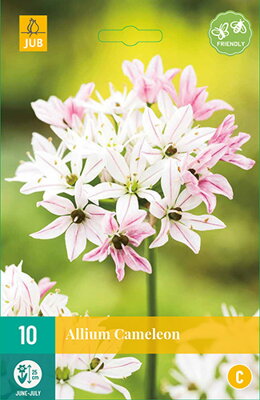 Okrasný cesnak - Allium  Cameleon   