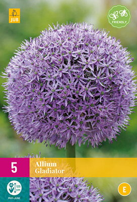 Okrasný cesnak  - Allium Gladiator