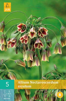 Okrasný bulharský cesnak - Nectaroscordum siculum