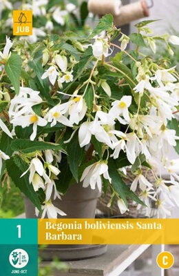 Begónia  boliviensis Santa Barbara 