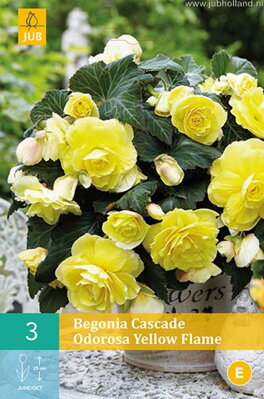 Begonia Cascade odorosa Yellow Flame  