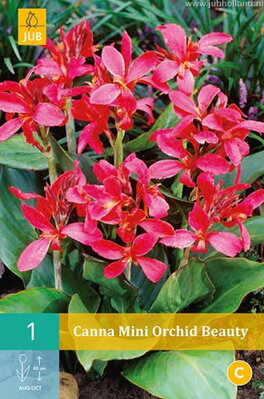 Canna Kana  Mini Orchid Beauty opäť dostupná na jar 2022
