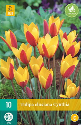 Botanický tulipán - Tulipán clusiana Cynthia