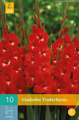 Gladiola veľkokvetá Traderhorn  