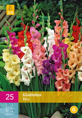  Gladiola veľkokvetá zmes farieb  