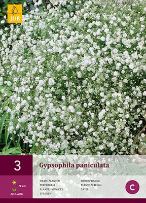 Gypsophila Gypsomilka paniculata   opäť dostupné na jar 2022