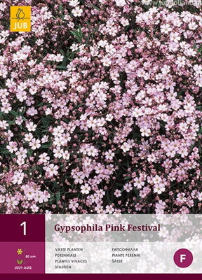 Gypsophila Gypsomilka p. Pink Festival  opäť dostupné na jar 2022