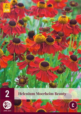 Helenium  Moerheim Beauty  