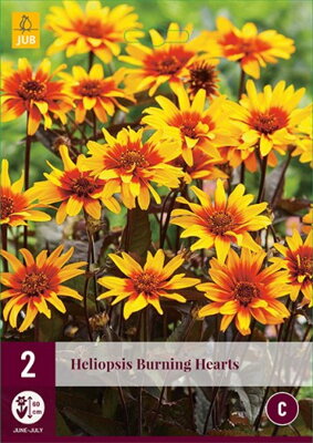  Slnečníčka   Heliopsis Burning Hearts  