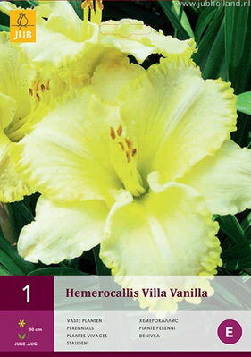 Hemerocallis Ľaliovka Villa Vanilla  