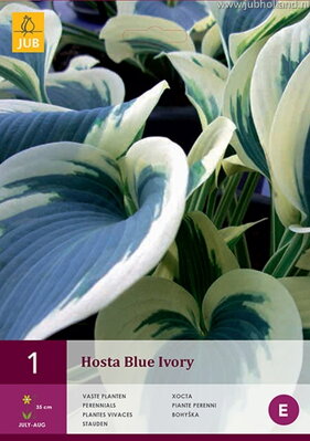 Hosta Funkia Blue Ivory   