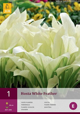 Hosta Funkia White Feather   
