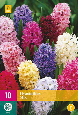 Hyacint zmes farieb -mix