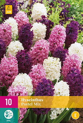 Hyacint zmes  Pastel  Mix
