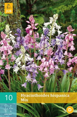 Scila španielska - Hyacinthoides hisp.  Mix