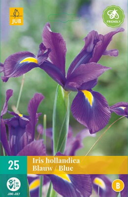 Holandský iris Blue 