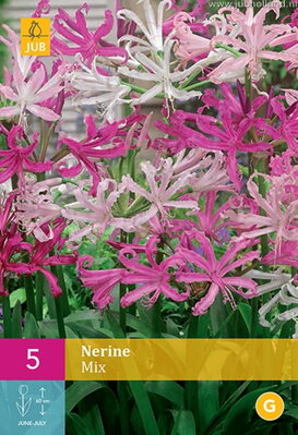 Nerine Bowdenii Nerina zmes farieb opäť dostupná na jar 2022