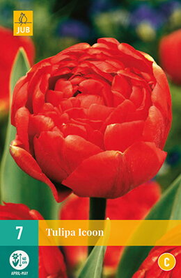 Plný neskorý tulipán - Icoon