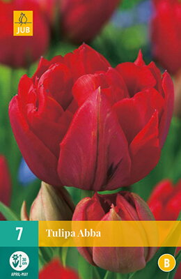 Plný skorý tulipán - Abba                  