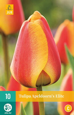 Hybridný Darwin tulipán -  Apeldoorn´s Elite