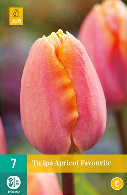 Triumph tulipán - Apricot Favourite                          