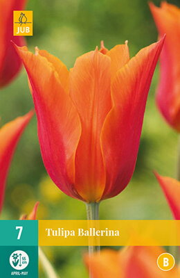 Ľaliokveté tulipány - Ballerina
