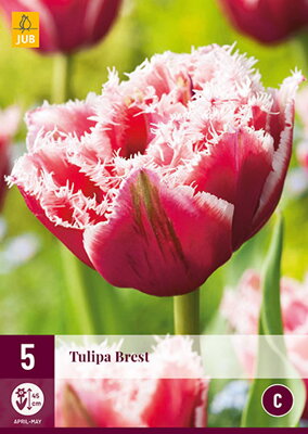 Strapkatý tulipán - Brest