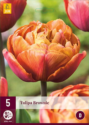 Plný tulipán - Brownie