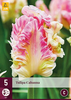 Motýľokvetý tulipán - Cabanna   