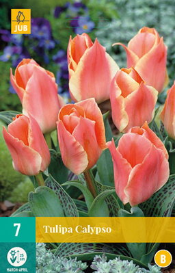 Greigii tulipán - Tulipán  Calypso 