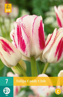 Mnohokvetý tulipán - Tulipán Candy Club                          