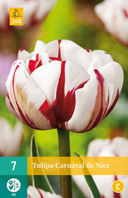 Plný neskorý tulipán - Tulipán Carnaval de Nice