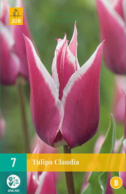 Ľaliokveté tulipány - Claudia  
