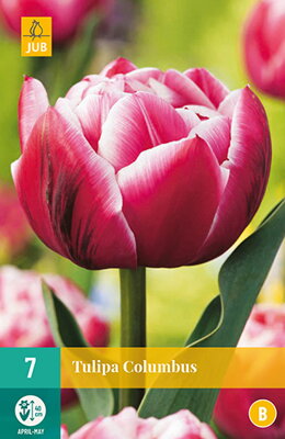 Plný skorý tulipán - Columbus