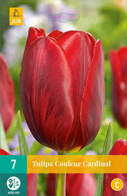 Jednoduchý skorý tulipán - Ruby Prince  