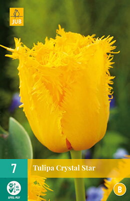 Strapkatý tulipán - Tulipán Crystal Star