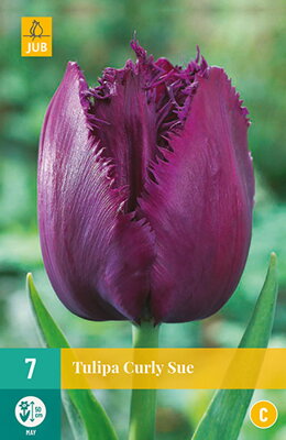 Strapkatý tulipán - Curly Sue                         
