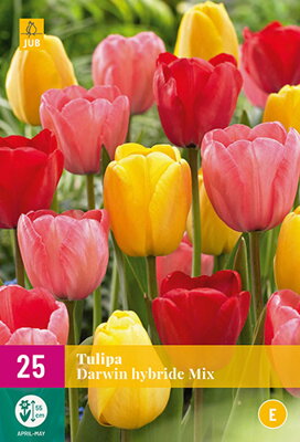 Hybridný Darwin tulipán -   Darwin Hybrid mix